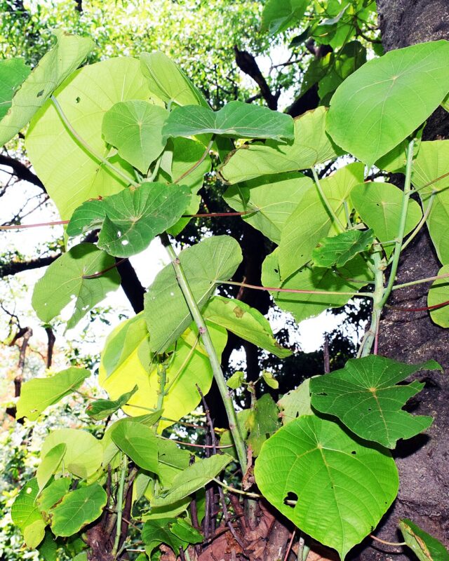 Macaranga indica