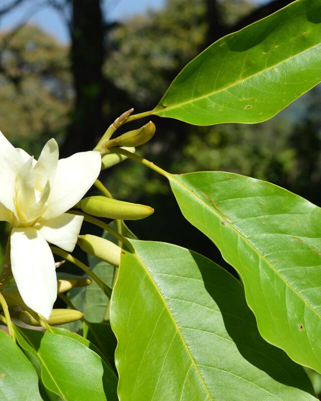 Magnolia nilagirica