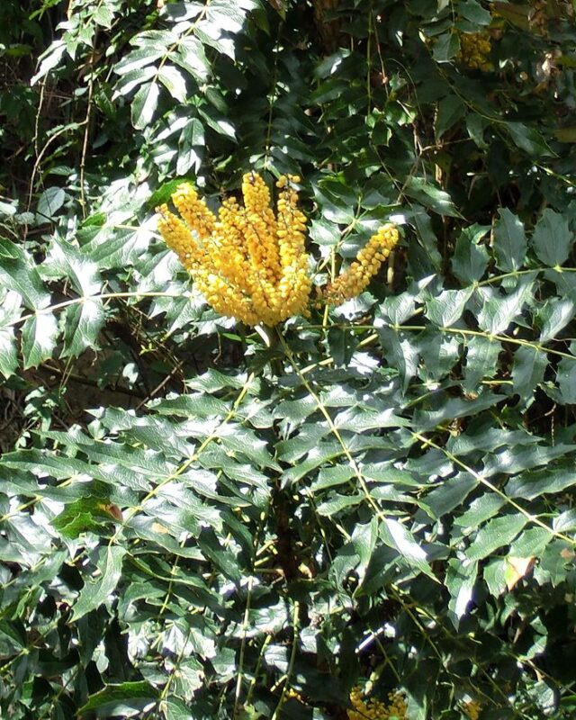 Nepal Mahonia
