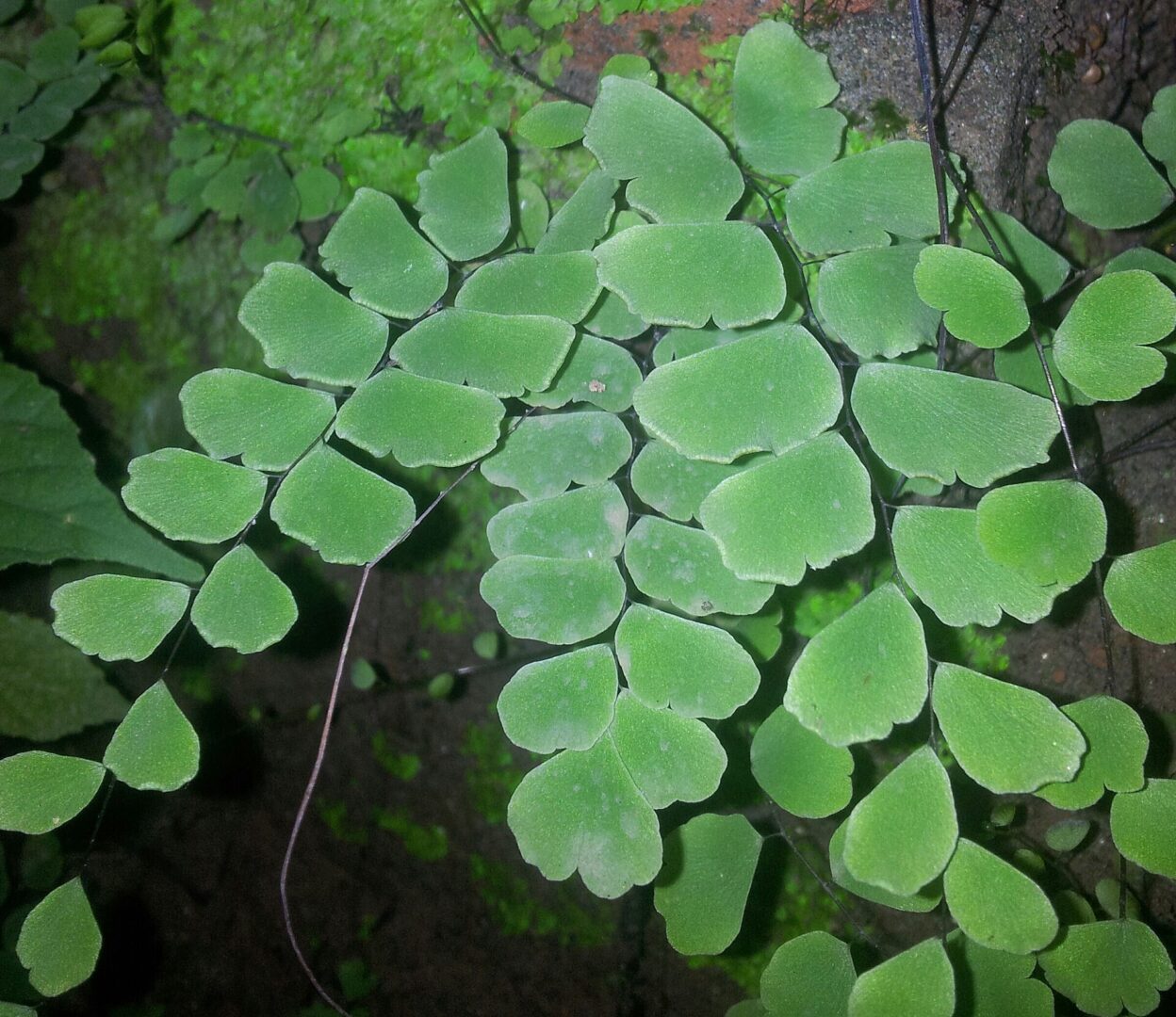 Walking Maidenhair Fern