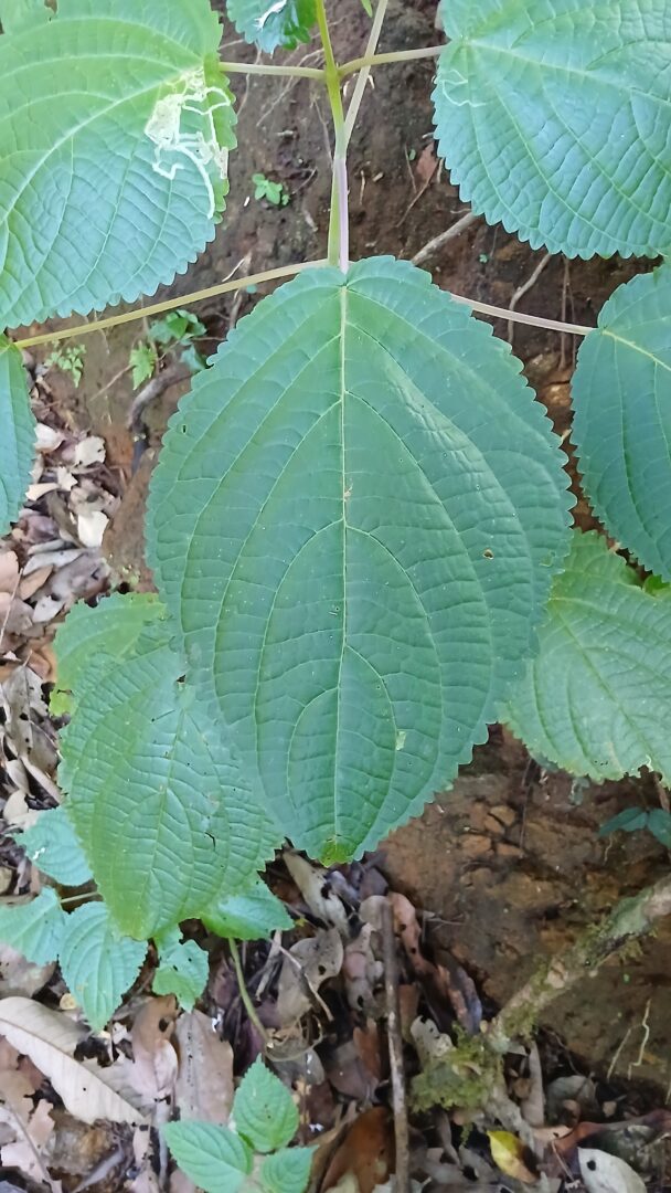 Malabar Hullwort