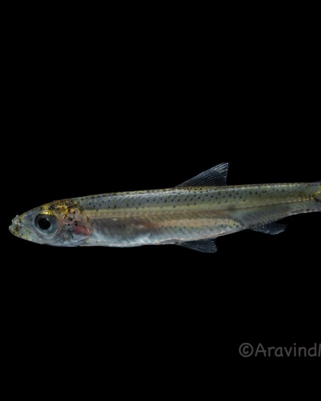 Malabar Sprat