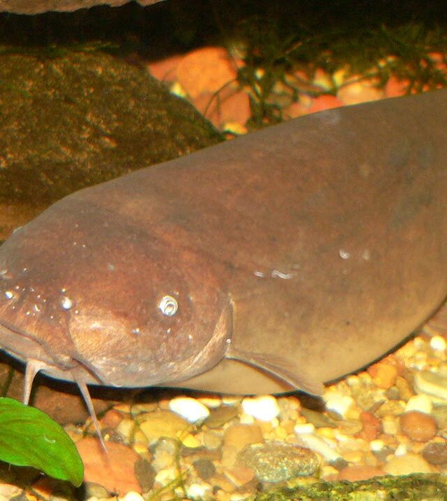 Bearded Leatherjacket