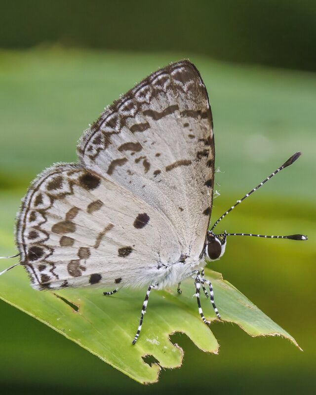 Malayan