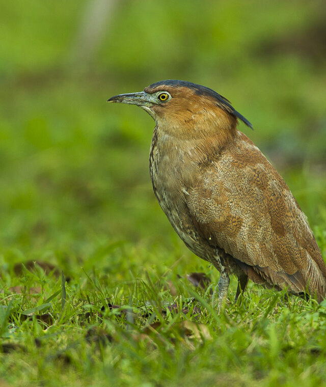 Malayan Night Heron