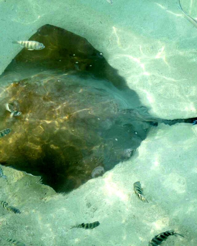 Jenkins’ Whipray