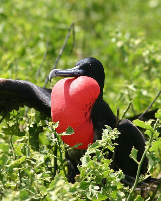 Great Frigatebird