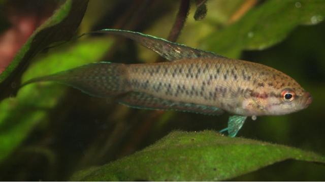 Spotted Gourami