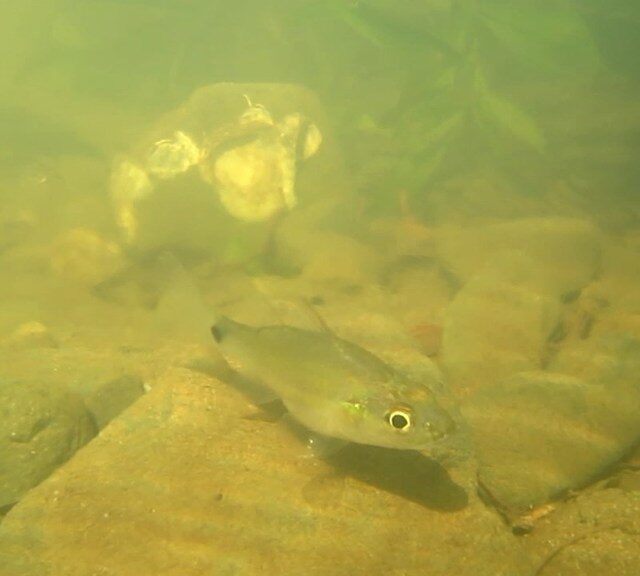 Mangrove Cardinalfish
