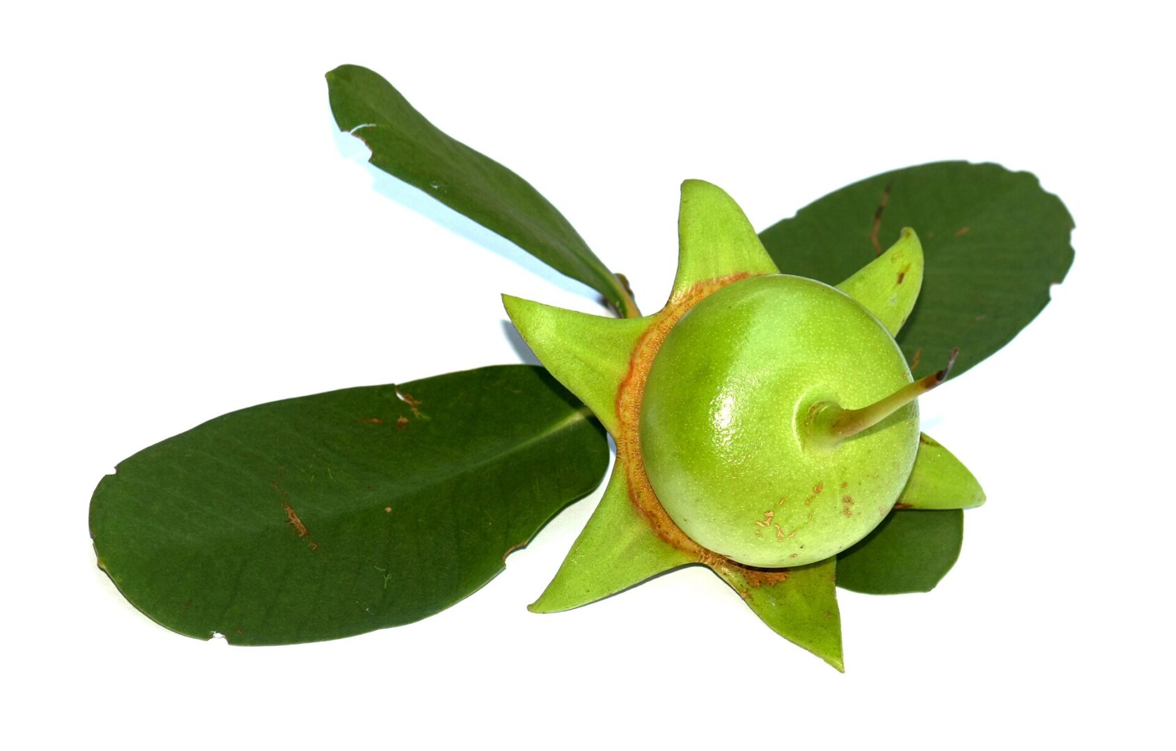 Apple Mangrove