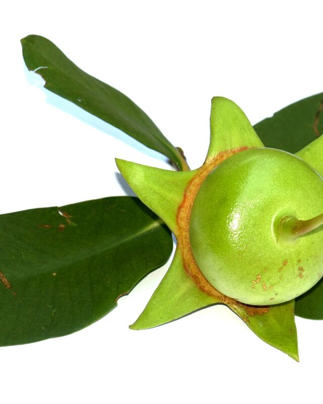 Apple Mangrove