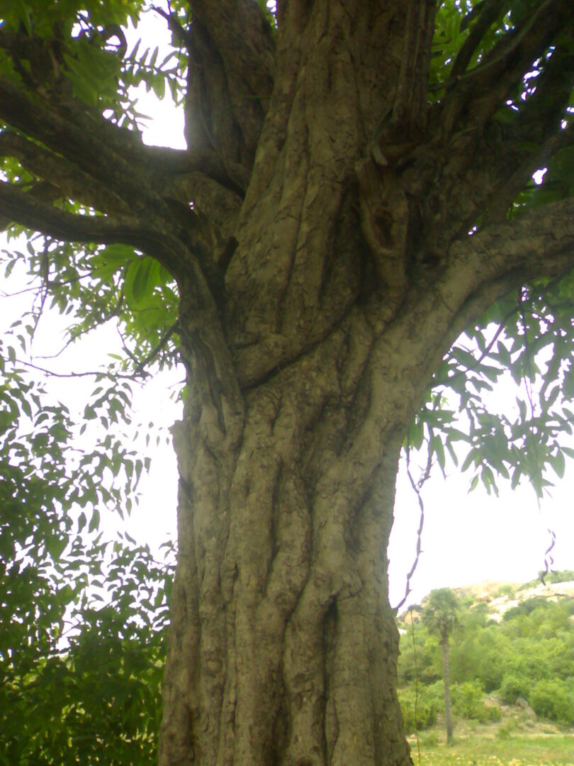 Palu Tree
