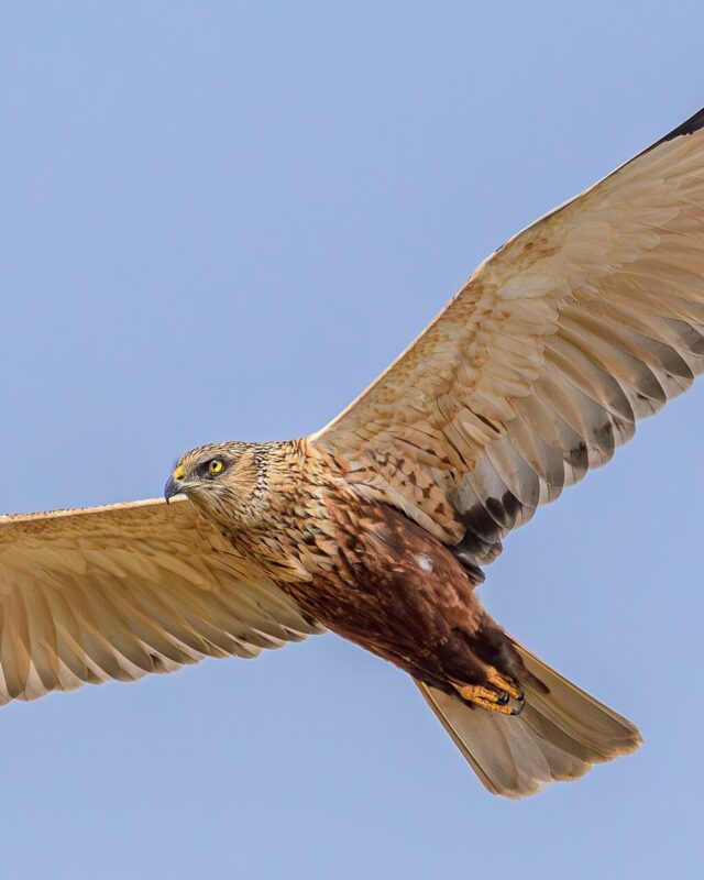Western Marsh Harrier