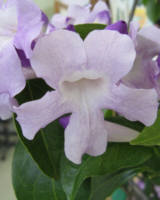 Garlic Vine