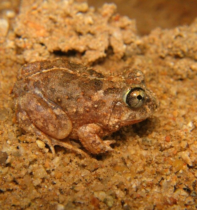 Marbled Sand Frog