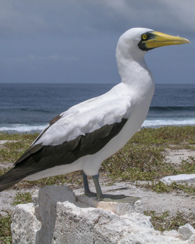 Masked Booby