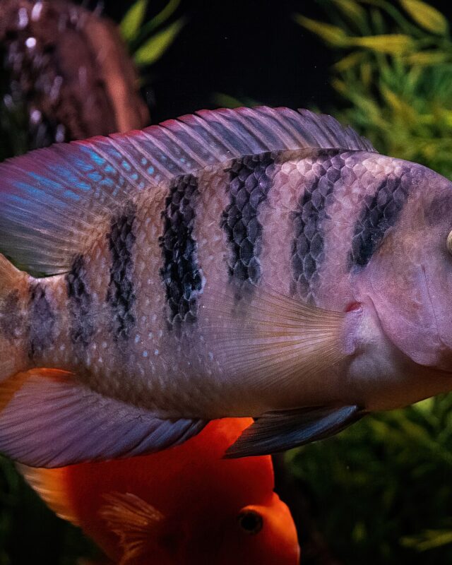 Mayan Cichlid