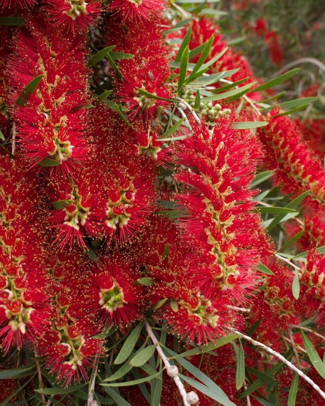 Weeping Bottlebrush