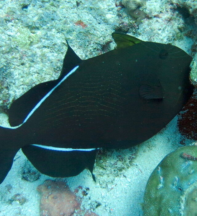 Black-Finned Triggerfish