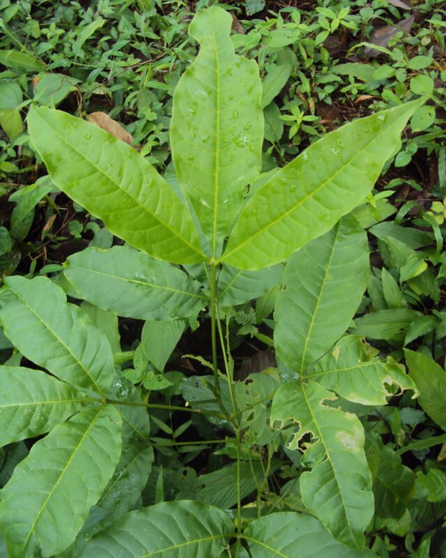 Melicope lunu-ankenda