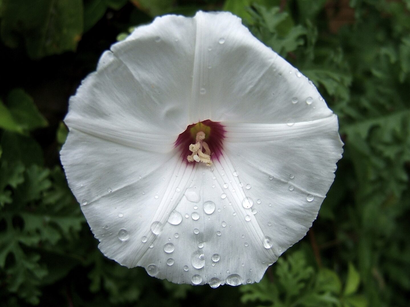Alamo Vine