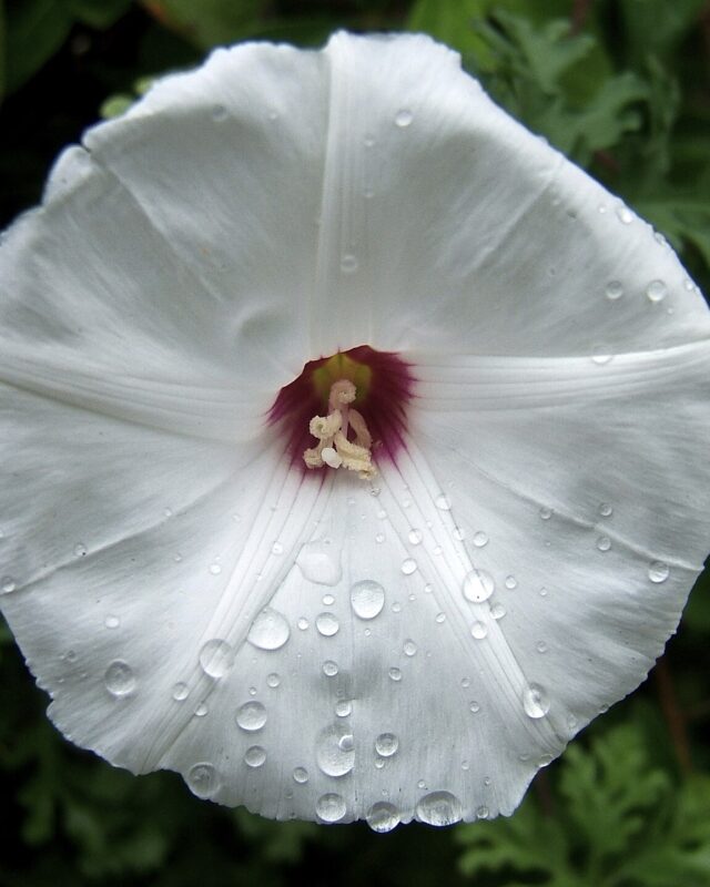 Alamo Vine