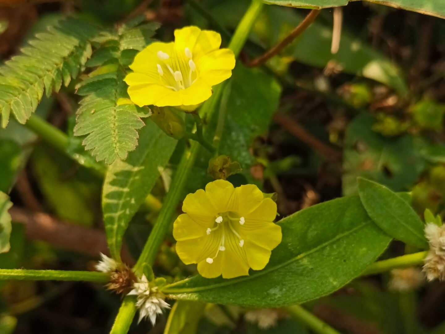 Ivy-Like Merremia