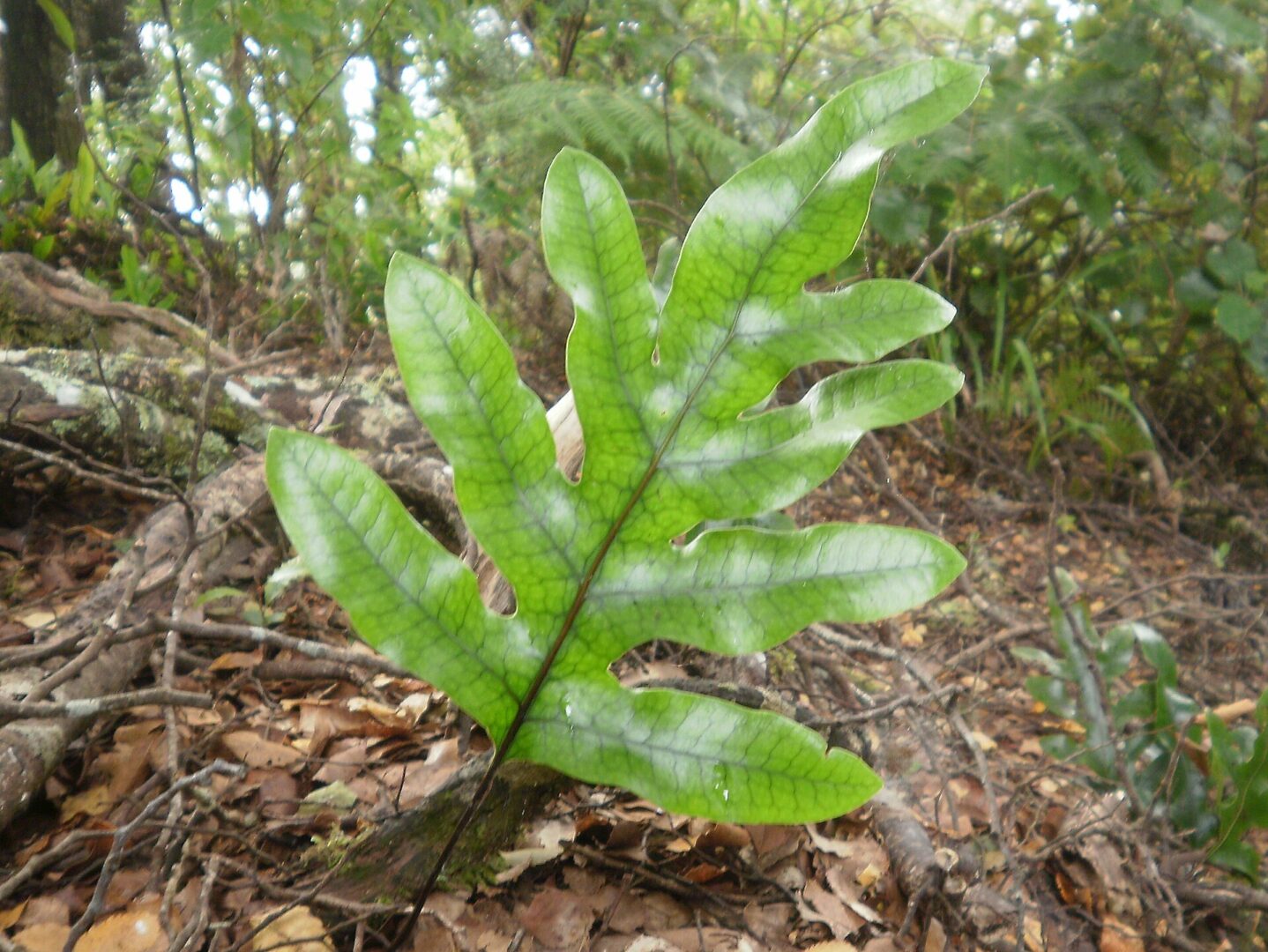 Hound’s Tongue Fern
