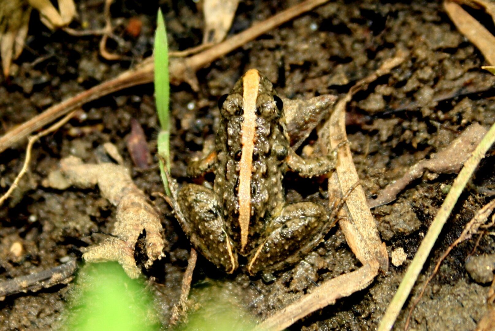 Common Paddy Field Frog