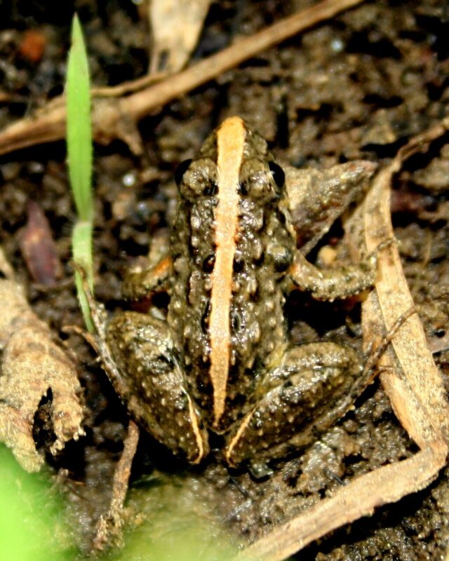 Common Paddy Field Frog