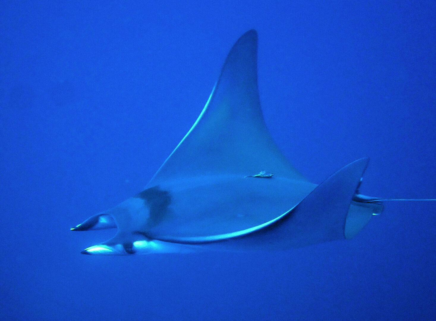 Bentfin Devil Ray