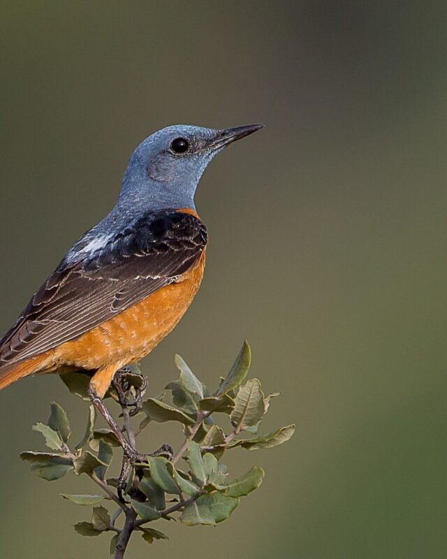 Rufous-Tailed Rock-Thrush