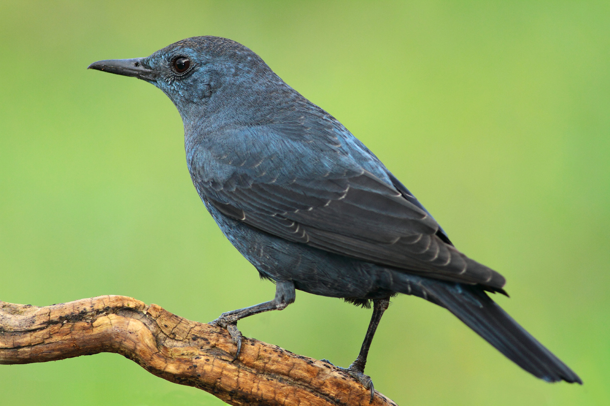 நீலப் பூங்குருவி