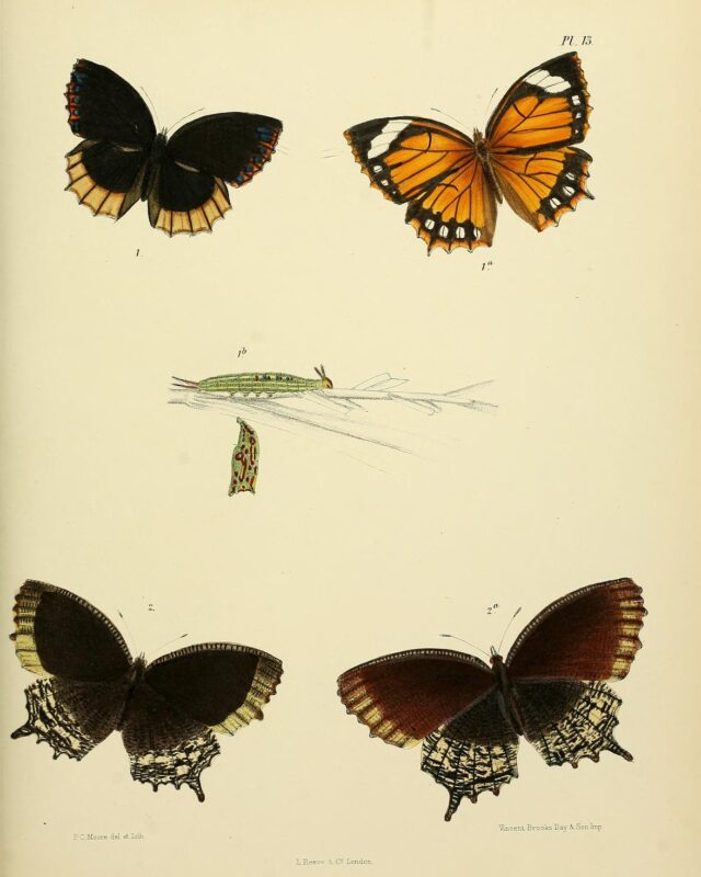 Sri Lankan Palmfly