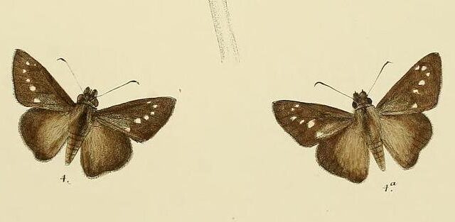 Philippine Swift