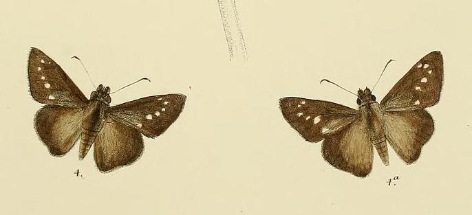 Philippine Swift