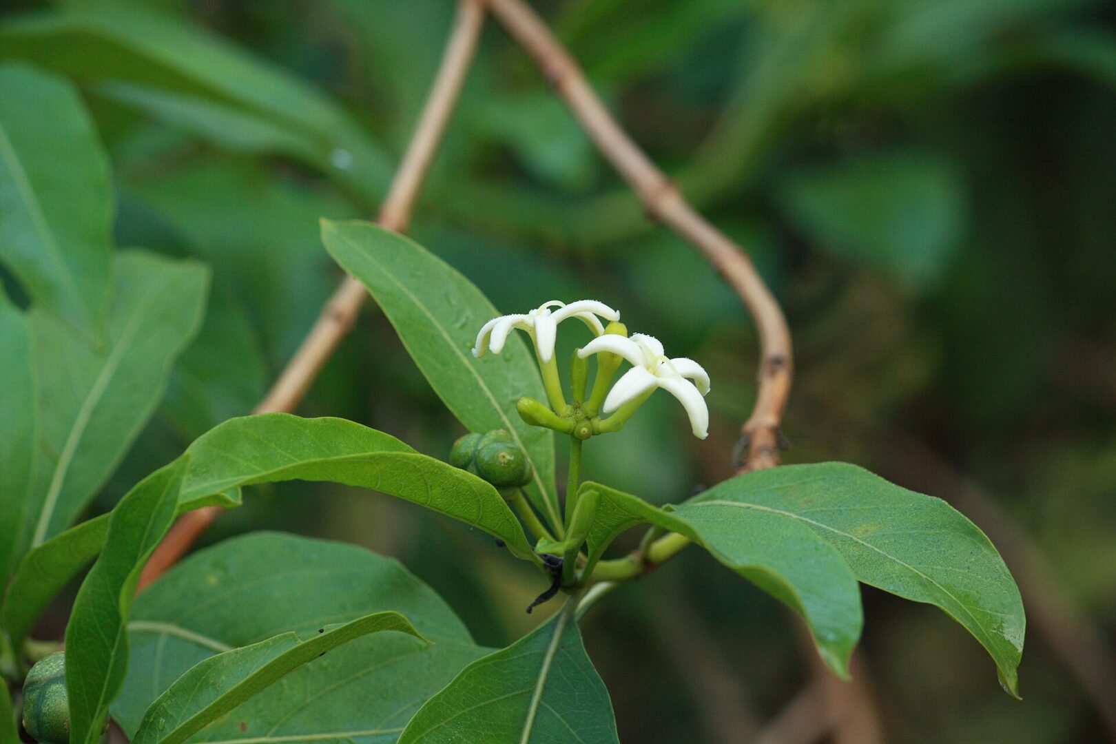 Indian Mulberry
