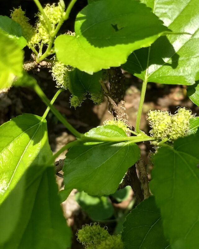 Korean Mulberry