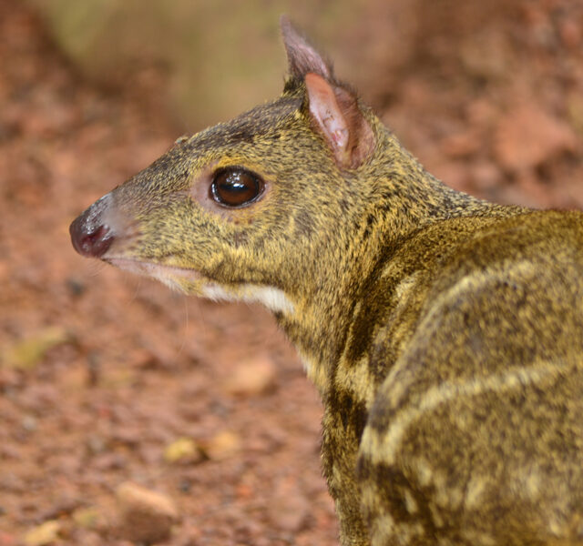 Yellow-Striped Chevrotain