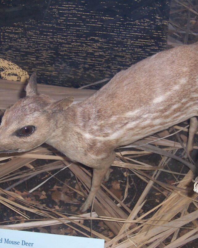 මීමින්නා