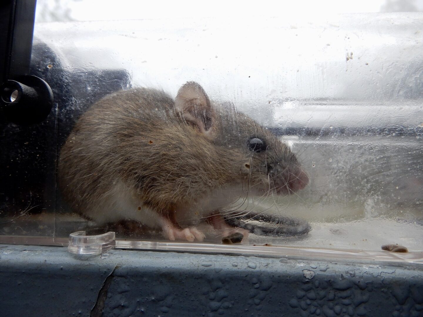 Common Indian Field Mouse