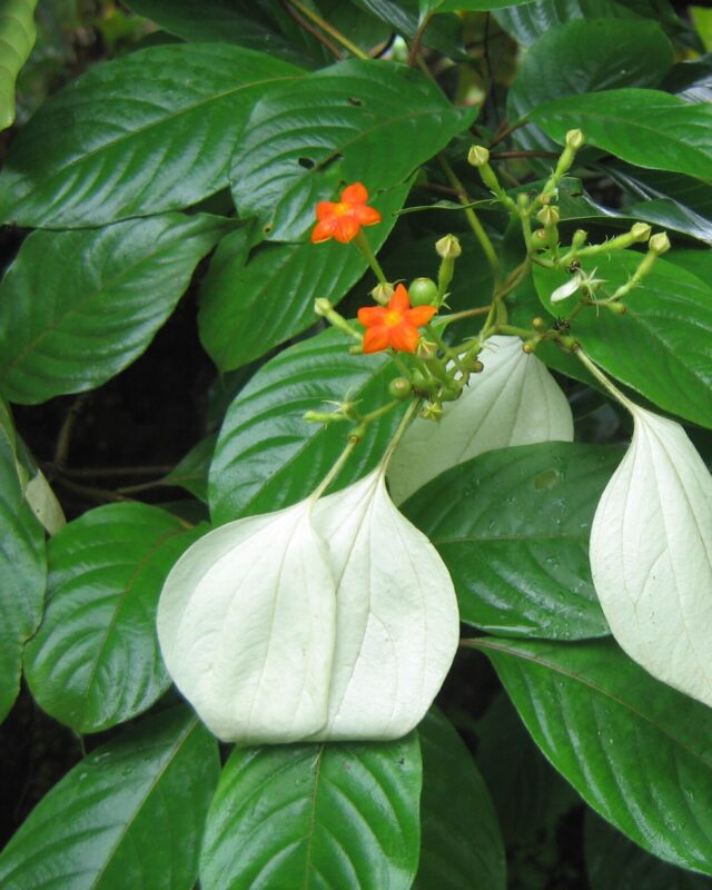 Wild Mussaenda