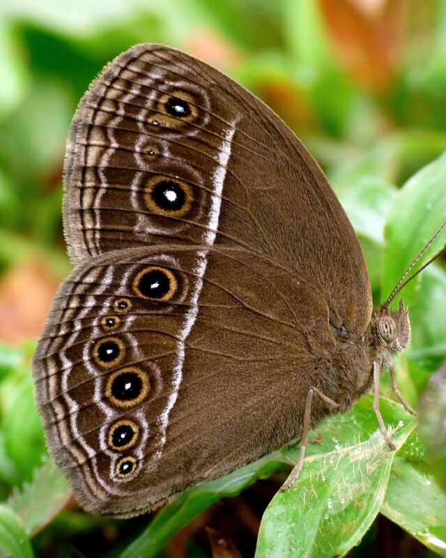 Dingy Bushbrown