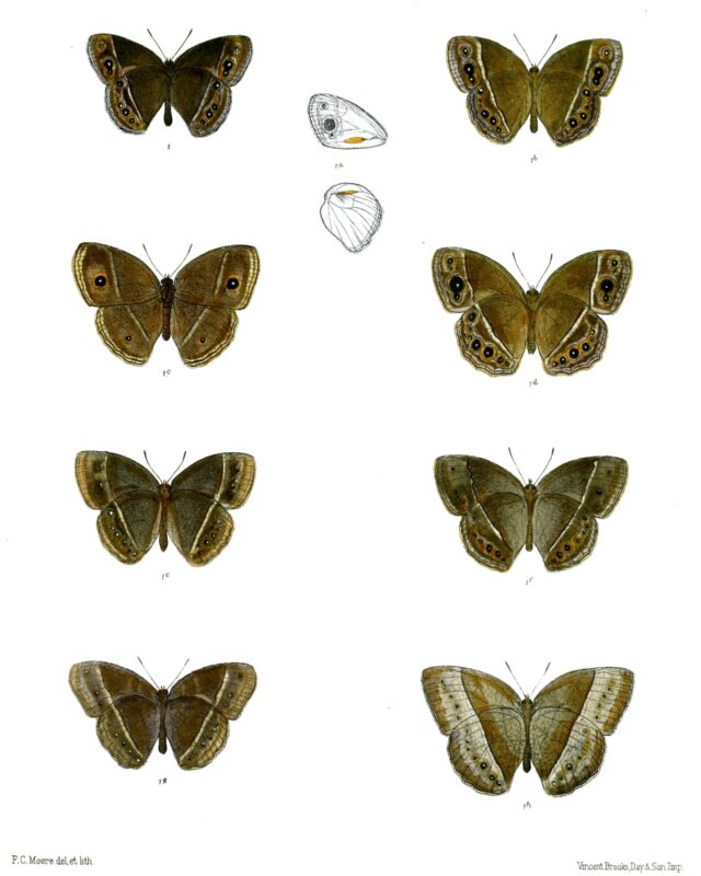 Tamil Bushbrown