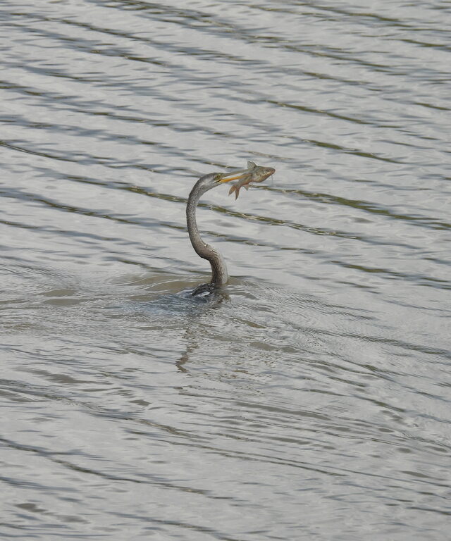 Mystus nanus