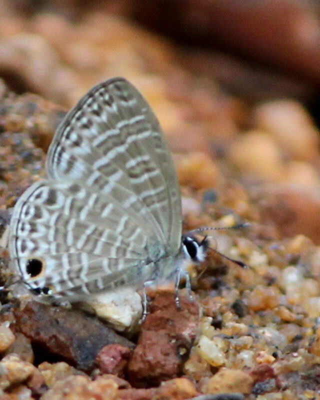 Pale Ceylon Line Blue