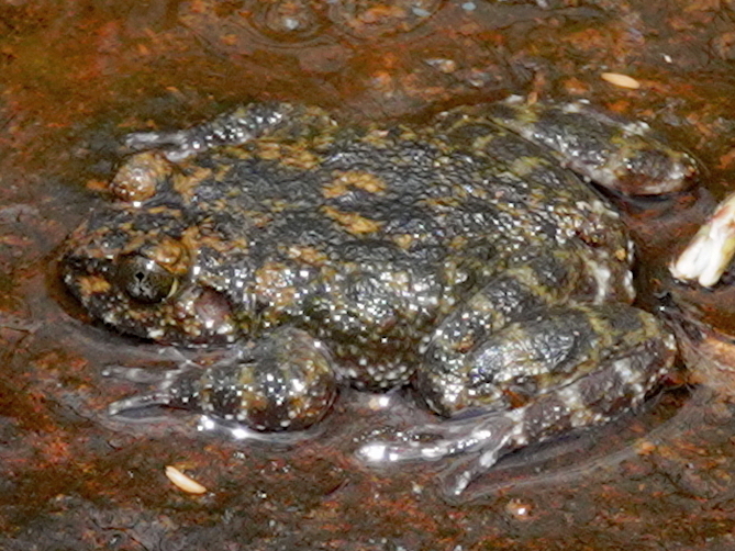 Kirthisinghe’s Rock Frog