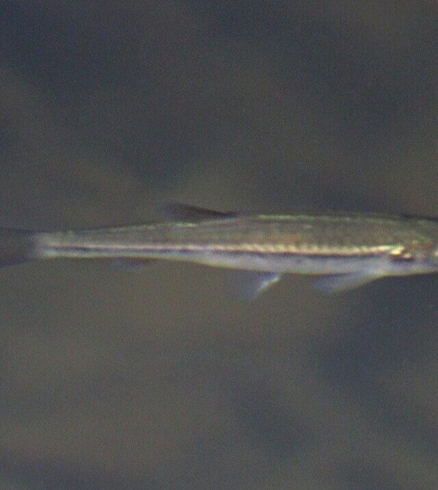Narrow-Striped Rasbora