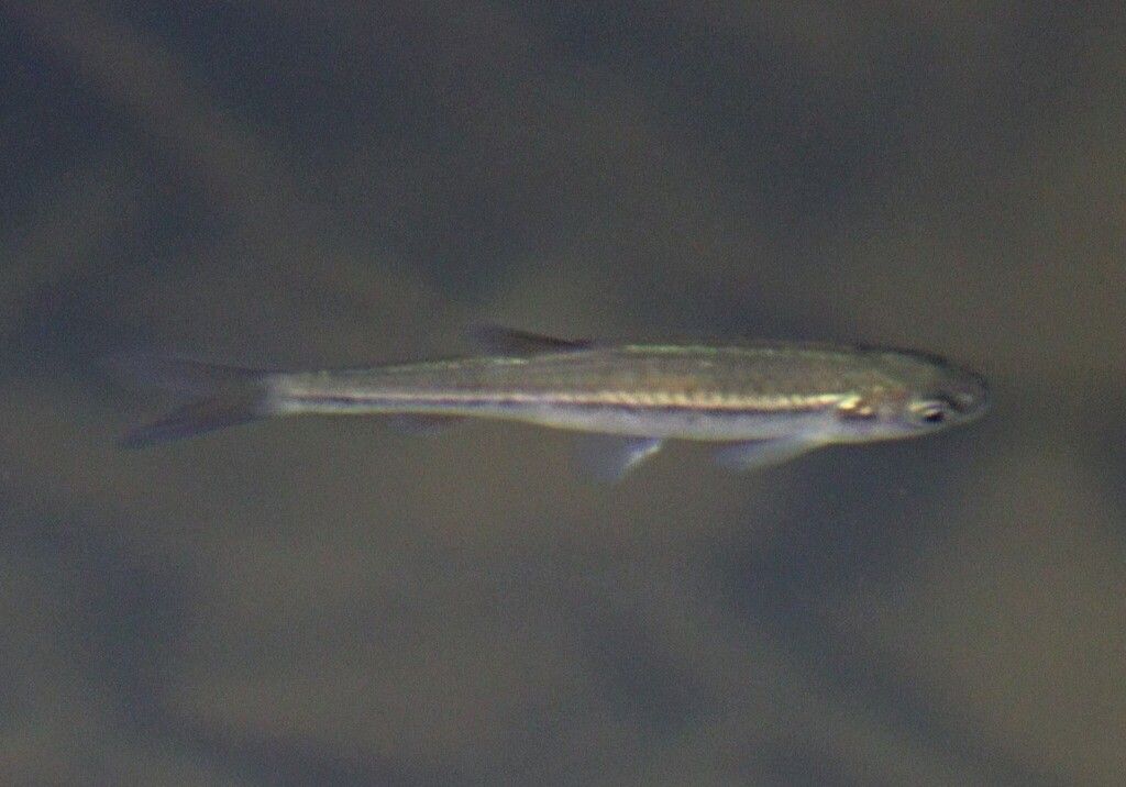 Narrow-Striped Rasbora
