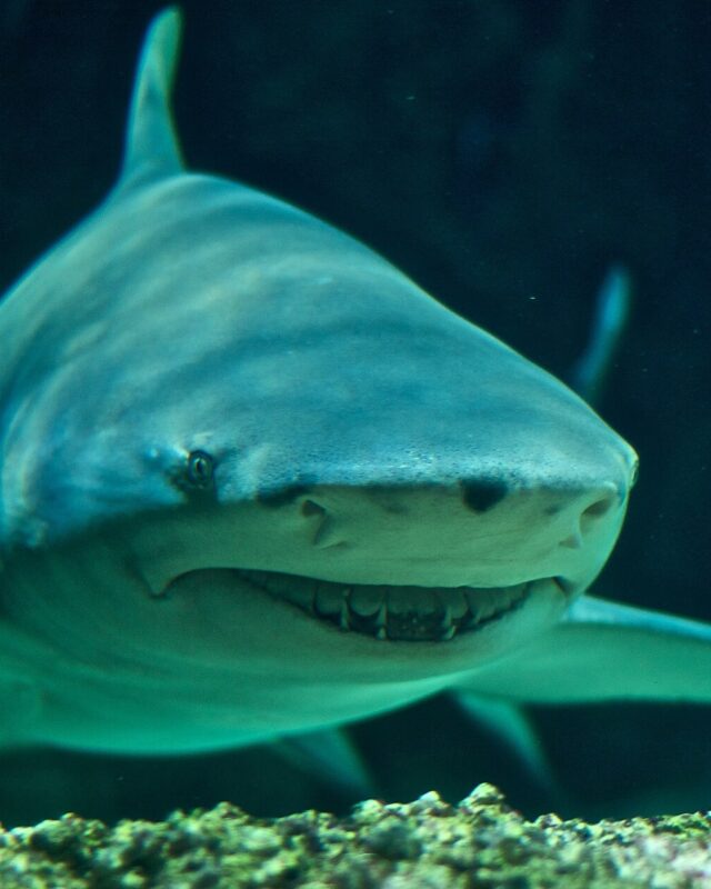 Sicklefin Lemon Shark